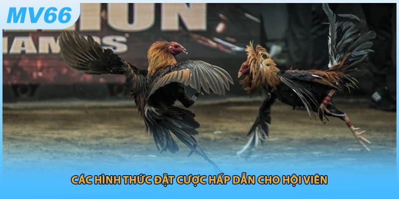 Các hình thức đặt cược hấp dẫn cho hội viên